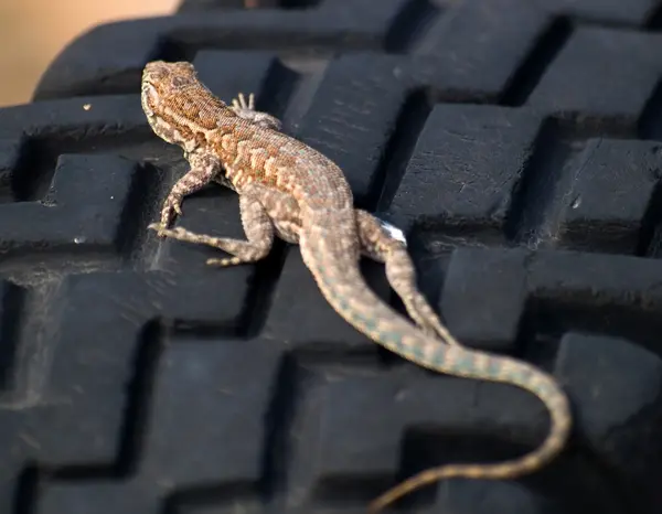 在旧的橡胶汽车轮胎的胎面上晒太阳亚利桑那州围栏蜥蜴 — 图库照片