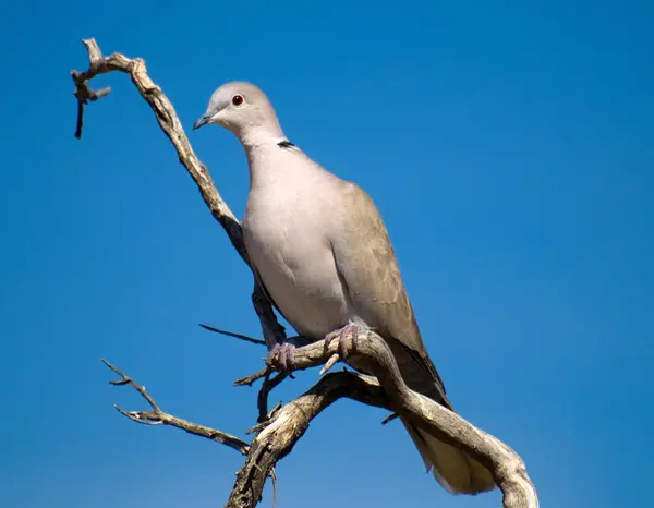 Dove on a perch — Stock Photo, Image