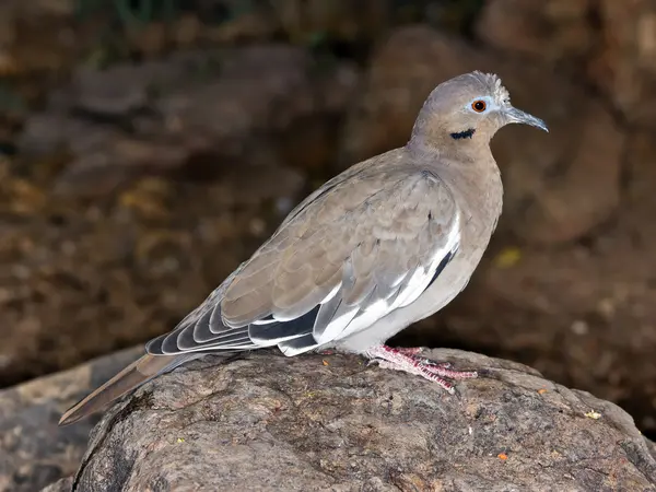 Arizona Dove perched on a Rock — Stock Photo, Image