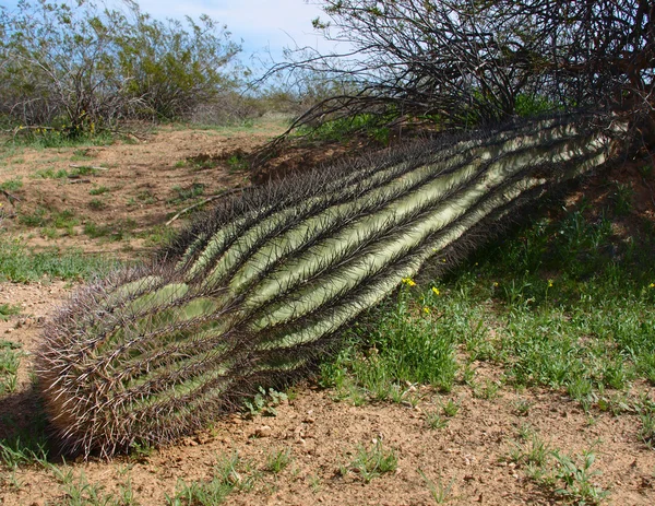 已经跌到地面在亚利桑那州沙漠中的仙人掌 — 图库照片
