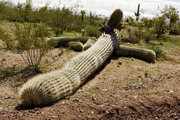 Düşmüş saguaro — Stok fotoğraf
