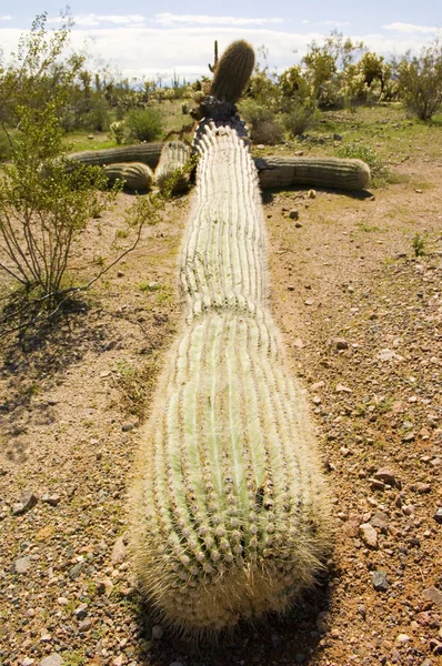Cactus Saguaro Gigante Nativo Arizona Derrocado Una Tormenta — Foto de Stock