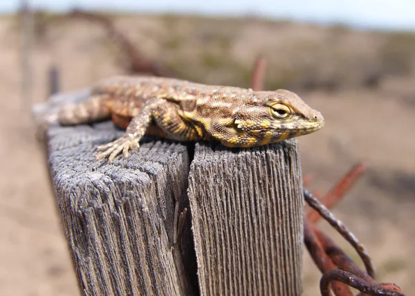 Kerítés lizard, a kerítés után — Stock Fotó