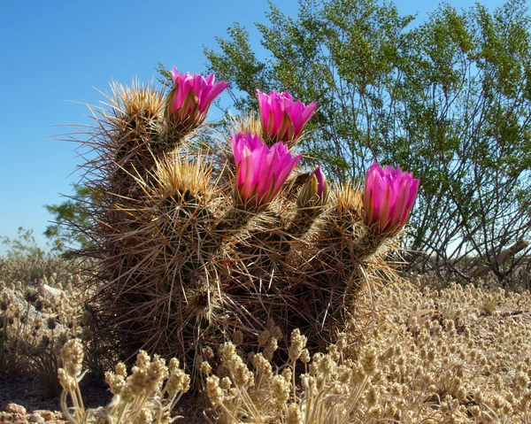 对冲猪仙人掌本机到亚利桑那州在春天的花朵 — 图库照片