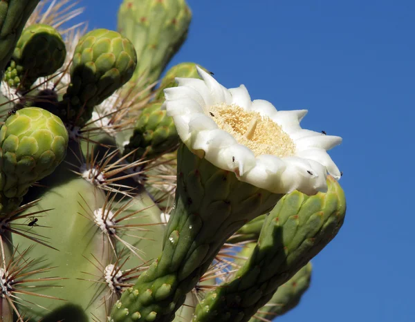 Flor Del Cactus Saguaro Arizona —  Fotos de Stock