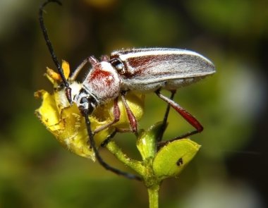 A red fuzzy beetle native to Arizona feeding on a flower. clipart