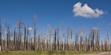 Devastation in the Grand Canyon clipart