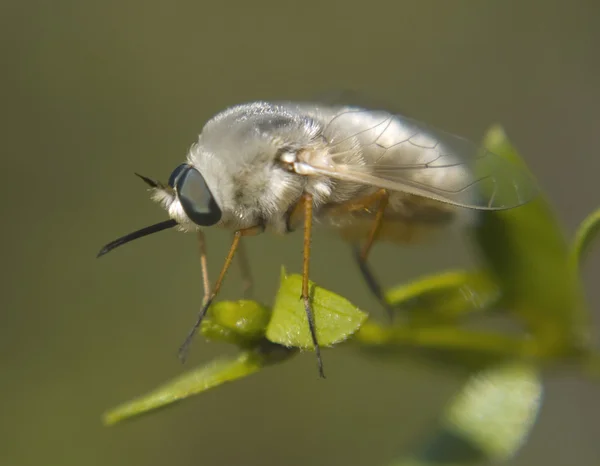 Fuzzy Hoverfly — Stock Photo, Image