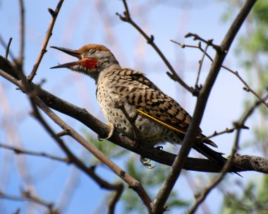 A wood pecker native to Arizona sitting in a Mesquite tree calling out as the morning sun rises. clipart