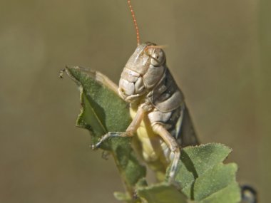 şölen çekirge