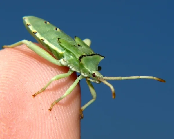 本机到亚利桑那州在提示我的手指上的绿色蝽 — 图库照片