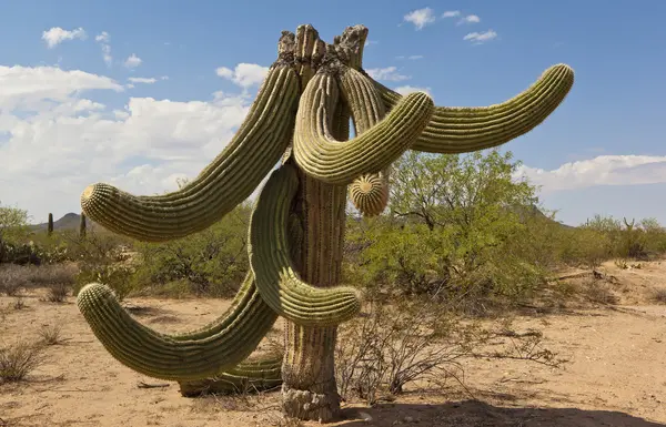 Kopflose Saguaro — Stockfoto