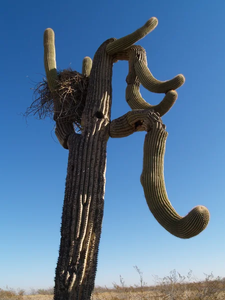 Nido Una Abandonada Ave Rapiña Los Brazos Cactus Saguaro Desierto — Foto de Stock