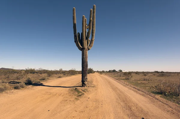 Una Carretera Remota Arizona Con Cactus Saguaro Creciente Medio —  Fotos de Stock
