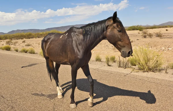 Hungry Horse on an Arizona Road — Stock Photo, Image