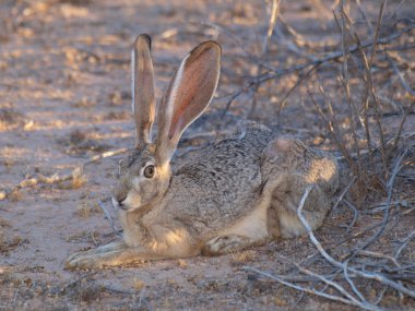 Rabbit Resting clipart