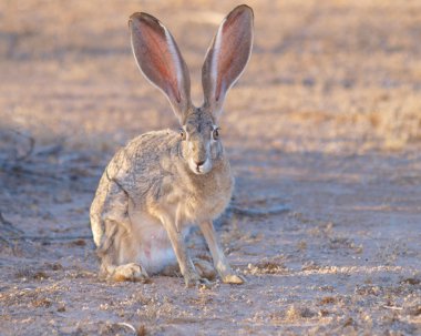 Rabbit Watching clipart