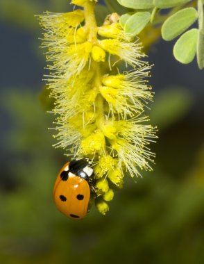 Lady Bug Dining clipart