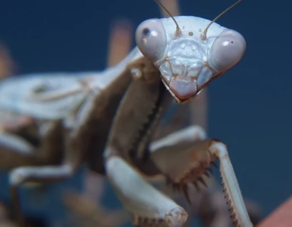 Mantis леді — стокове фото