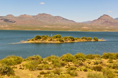 Yalnız Saguaro'lar