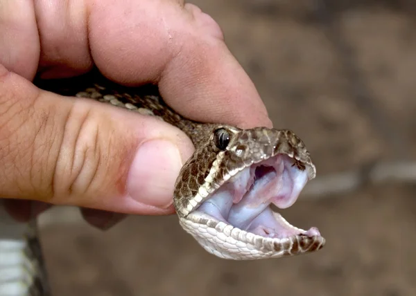 Serpiente de cascabel en la mano —  Fotos de Stock