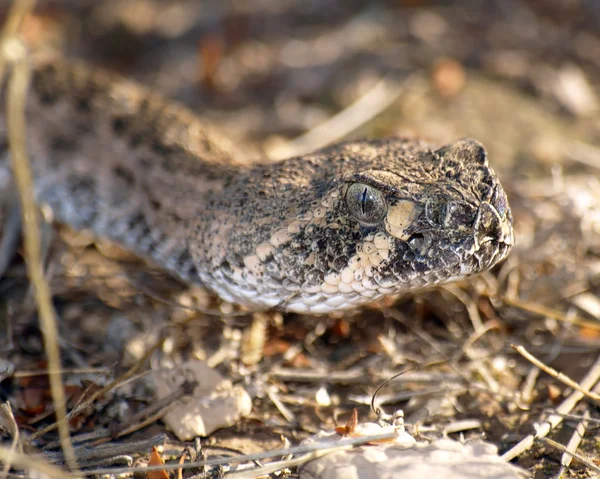 Sinsice yaklaşan, çıngıraklı yılan — Stok fotoğraf