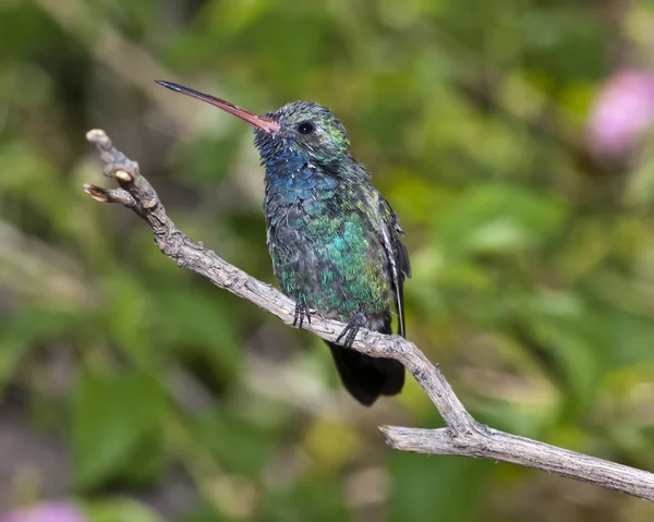 Gekräuselten männlich breit-billed Kolibri — Stockfoto