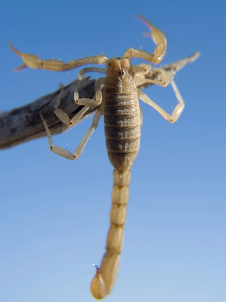 Скорпион, восхождение 2 — стоковое фото