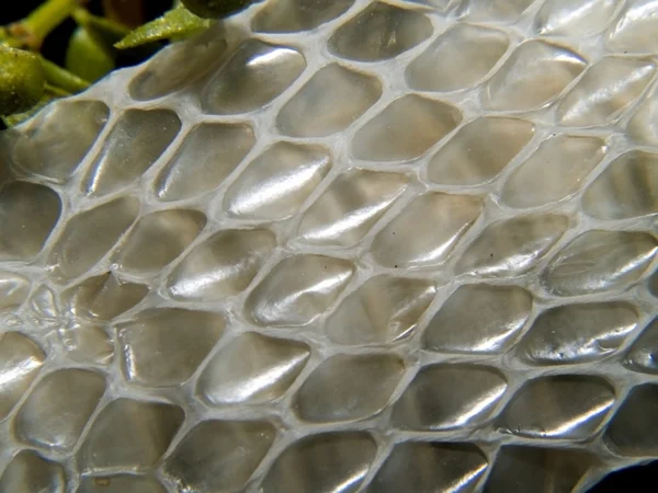 stock image Snake Skin