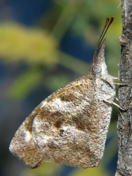 Аризона морду носом бабочка — стоковое фото