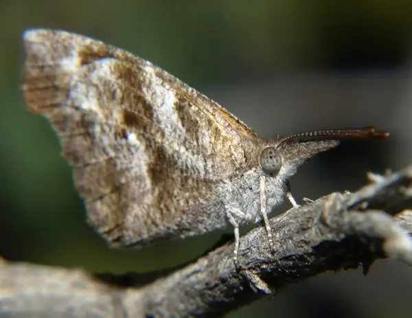 Аризона морду носом бабочка — стоковое фото