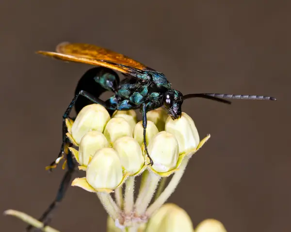 Fotografia makro arizona osy na milkweed — Zdjęcie stockowe