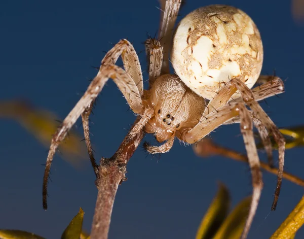 Kula spotted zachodniej tkacz pająk — Zdjęcie stockowe