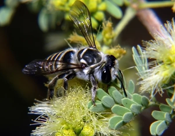 Wild Arizona bee feeding — Stock Photo, Image