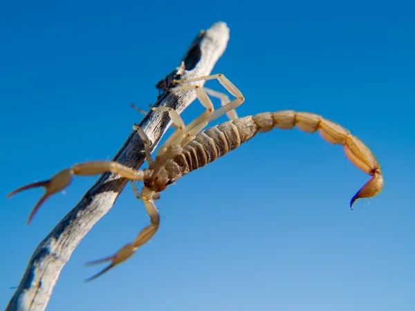 Scorpion klättring Stockfoto
