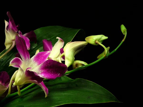 Orquídeas noturnas 1 — Fotografia de Stock