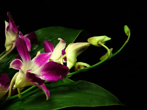 Nacht orchideeën 1 Rechtenvrije Stockafbeeldingen
