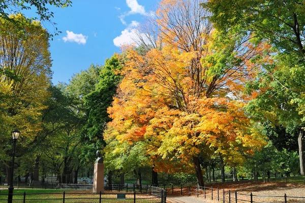 Herfstbladeren in central park — Stockfoto