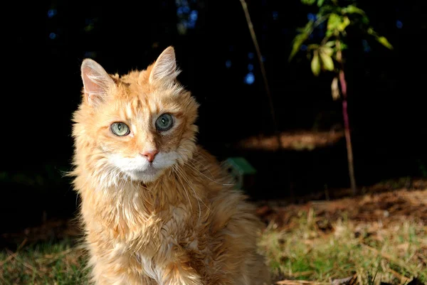 Idős férfi narancssárga macska — Stock Fotó