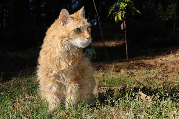Geriatriska manligt orange katt — Stockfoto