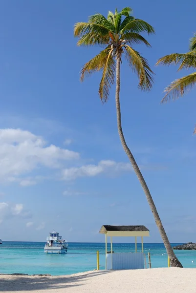 Karayip Denizi Tropikal Bir Plajda Palmiye Ağacı — Stok fotoğraf