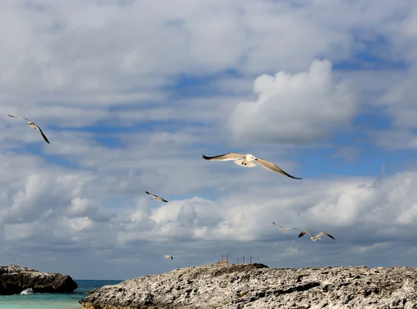 劇的な雲のカバーとバハマの島に飛ぶカモメの風光明媚なビュー — ストック写真