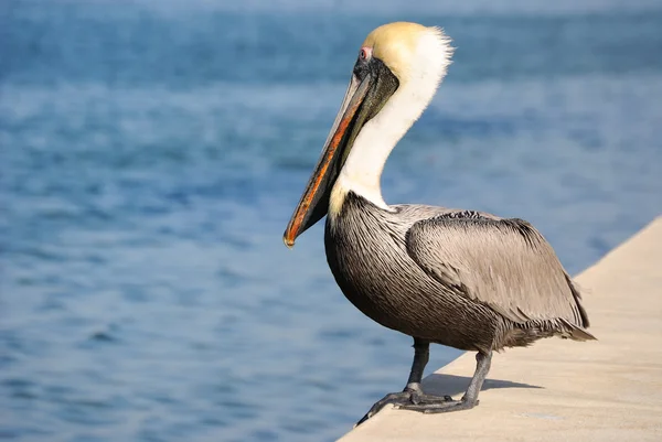 stock image Pelican on a coastal wall