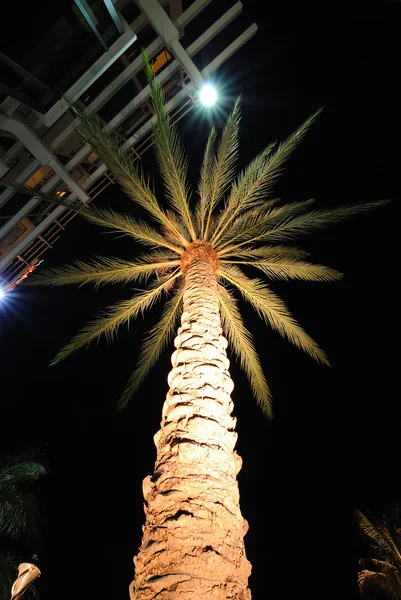 Иллюминированная пальмовая ветвь — стоковое фото