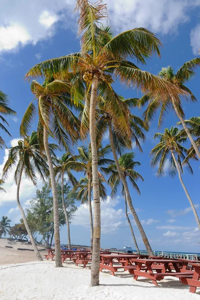 Пальмы Красные Скамейки Тропических Багамских Островах — стоковое фото