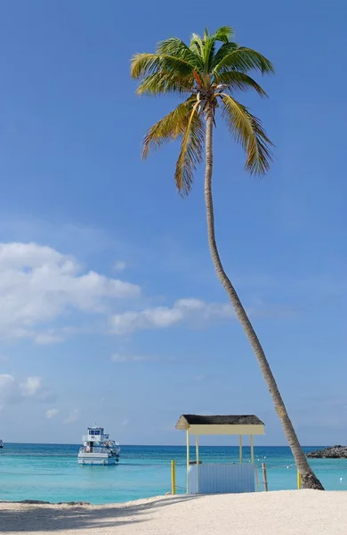 Karayip Denizi Tropikal Bir Plajda Palmiye Ağacı — Stok fotoğraf
