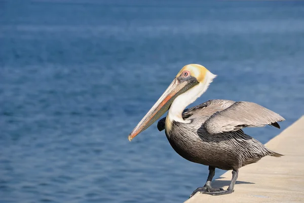 stock image Pelican