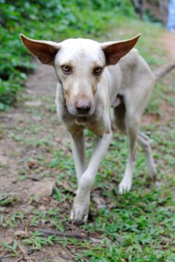 vahşi köpek