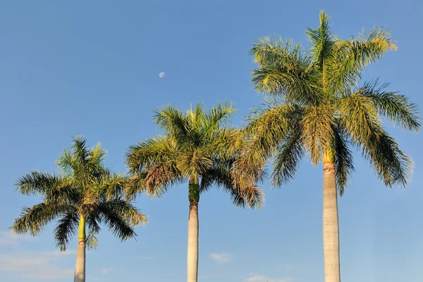 Drie palmbomen — Stockfoto