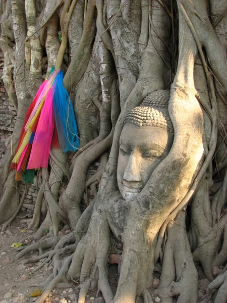 Голова Будди Ват Mahathat Ayutthaya Таїланд — стокове фото